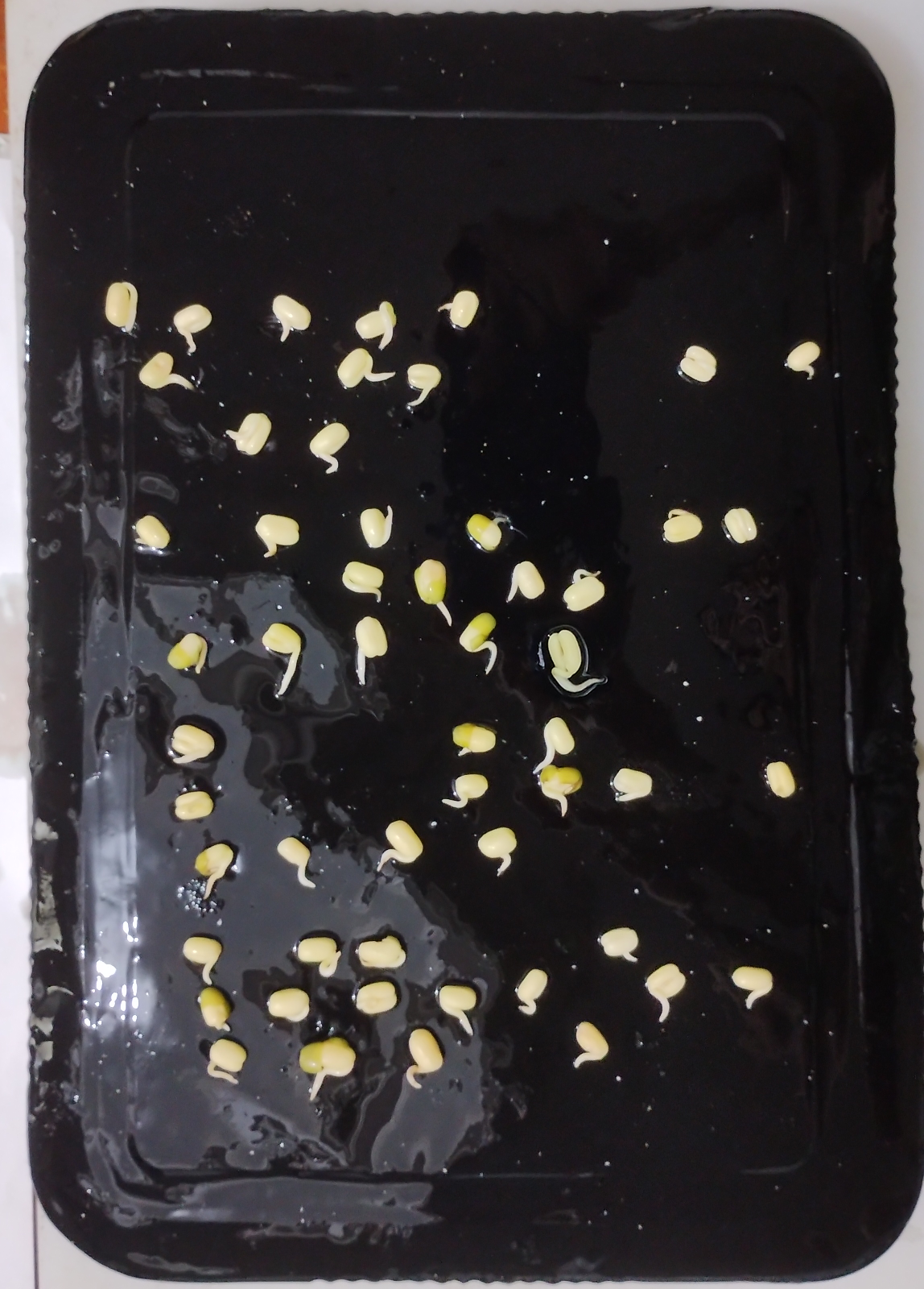 Overhead image of mung bean sprouts placed on the comma positions