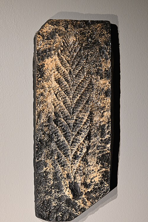 Charnia masoni, an Ediacaran frond fossil