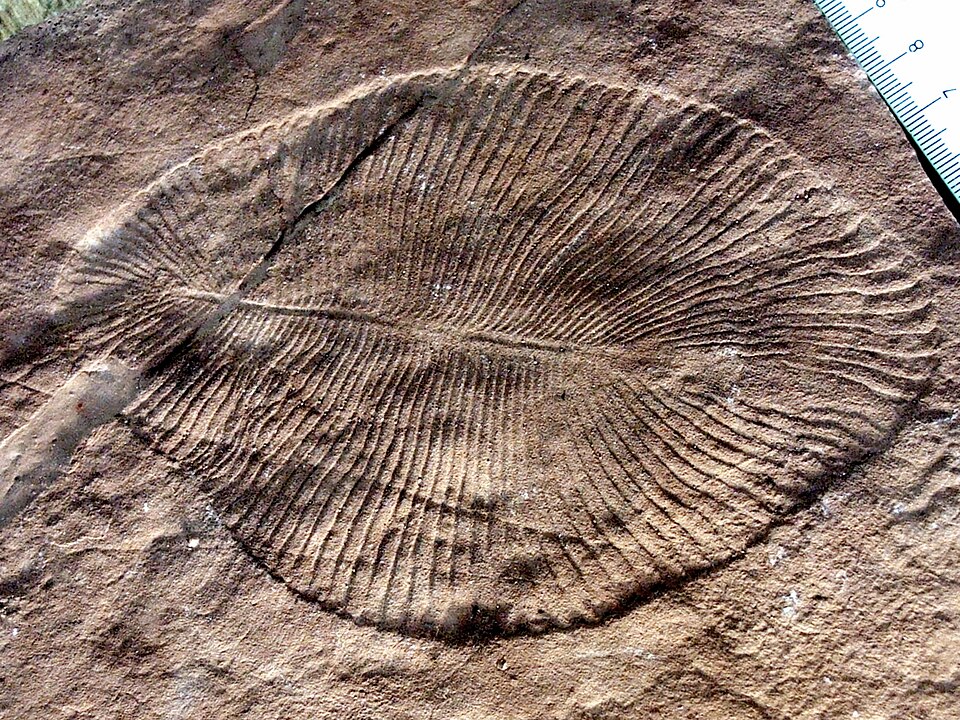 fossil of Dickinsonia costata