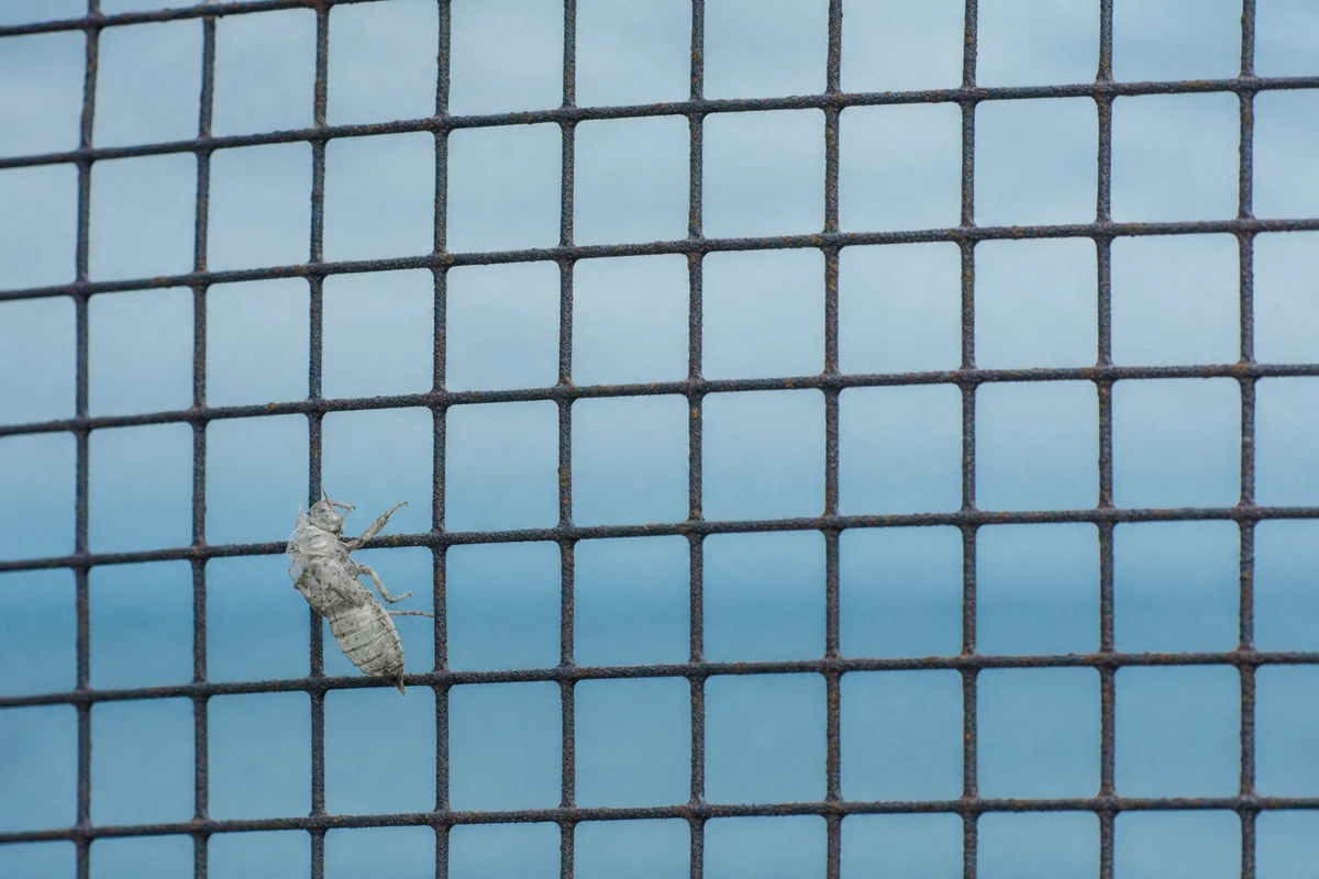 A pale shed insect shell clinging to oxidized wire mesh