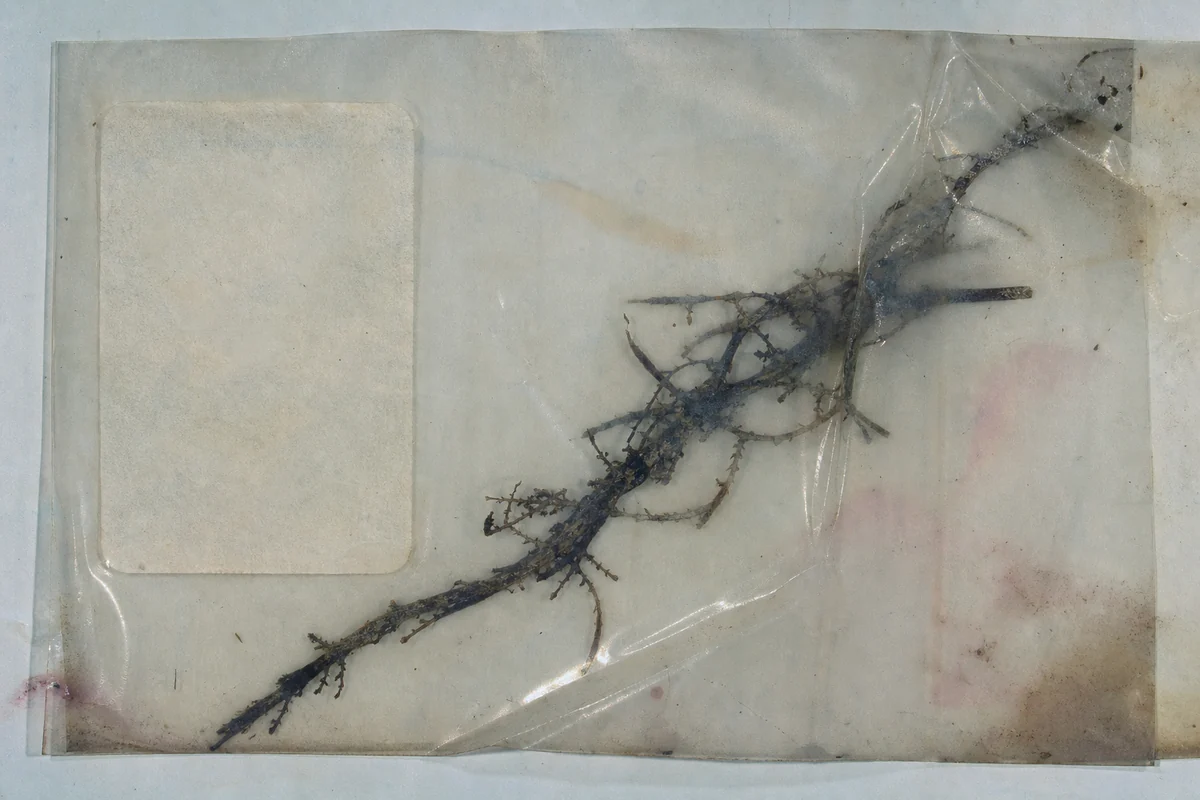 An unidentified branching specimen in a worn plastic sleeve beside a blank label