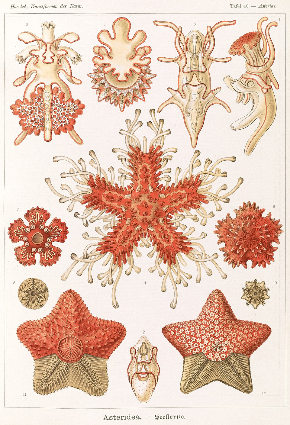 Ernst Haeckel plate of starfish (Asteridea)